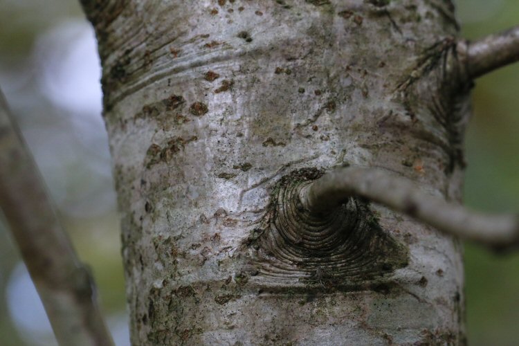 mines in young bark